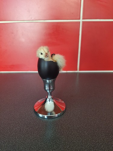 Taxidermy chick egg - chick, gallus