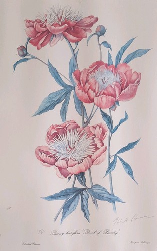Botanical artist elizabeth - botanical,