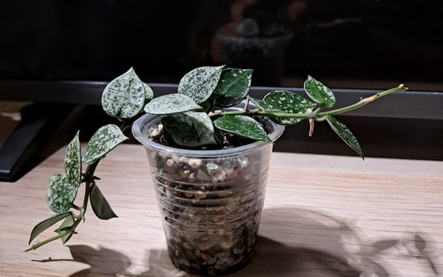 Hoya krohniana splash small - hoya,