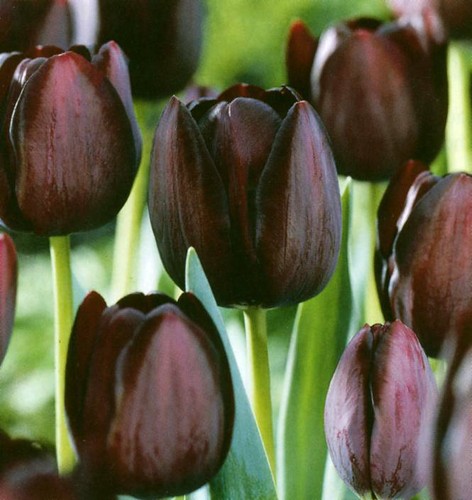 Black tulips queen - black,