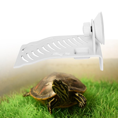Decorative tortoise basking - decorative,