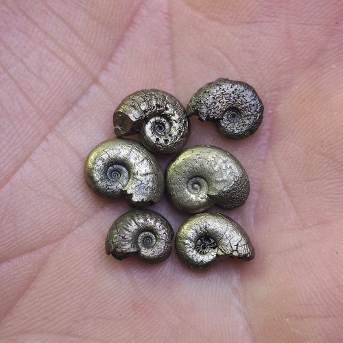 Ammonite pyrite fossil pcs - fossil, 6