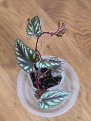 Cissus discolor rex - cissus, begonia