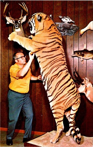 Tigers fata taxidermy - tigers,, fata's
