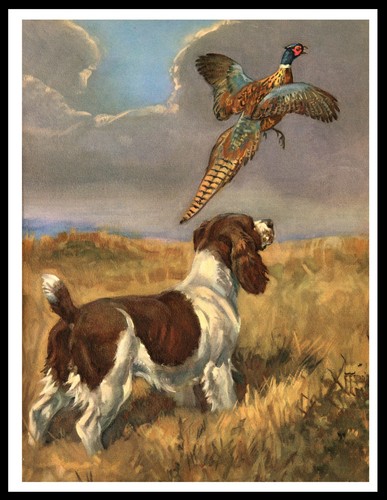 English springer spaniel and - english,