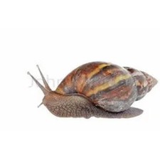 Snail (Frozen, No Shell, 4 in a pack)
