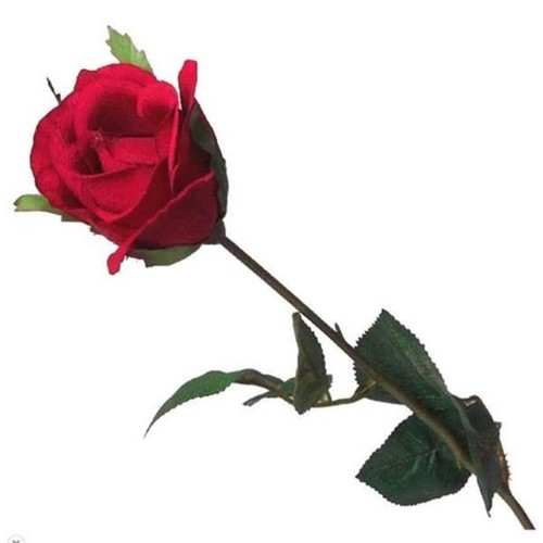 Long stemmed red rose - long,