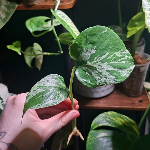 Rare monstera bulbasaur rooted - monstera,