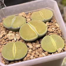 Exact Plant，5pcsFull Window Lithops Lesliei Albinica C36B, Living Stone
