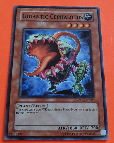 Gigantic cephalotus common - -,