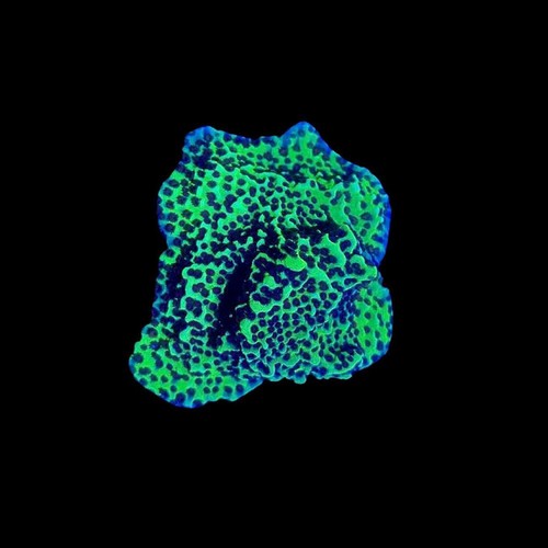 Neon green spongodes montipora - neon,