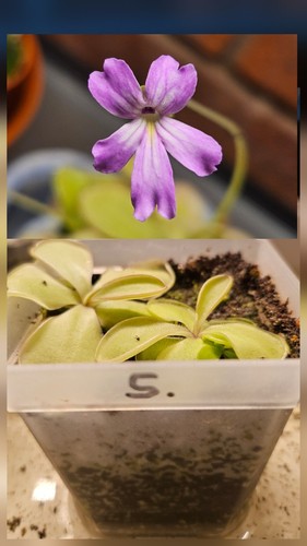 Pinguicula emarginata 5 - pinguicula, no.5