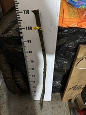 Blackthorn SHANK WALKING STICK