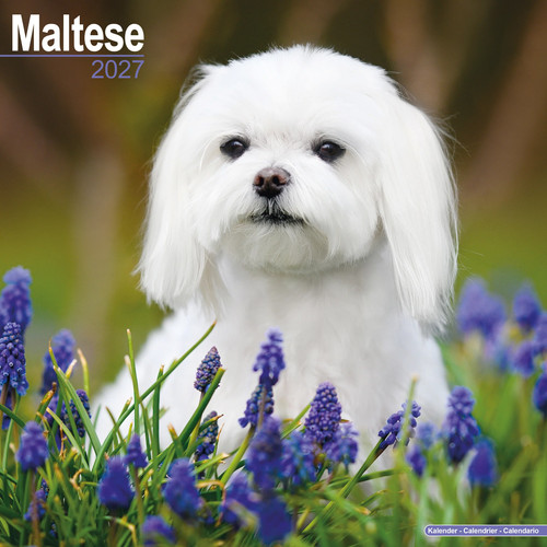 Maltese 2027 calendar - 2027, dog