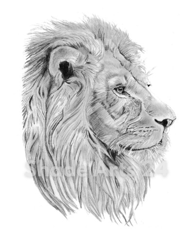Big cat lion pencil drawing - cat,