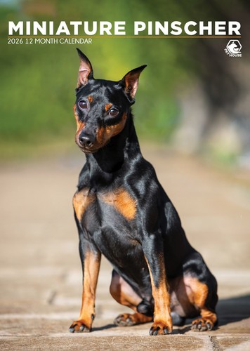 Miniature pinscher 2027 a3 - pinscher, |