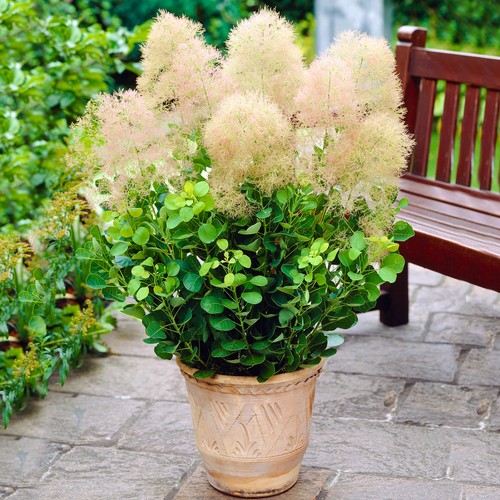 Cotinus coggygria young lady - coggygria, 'young