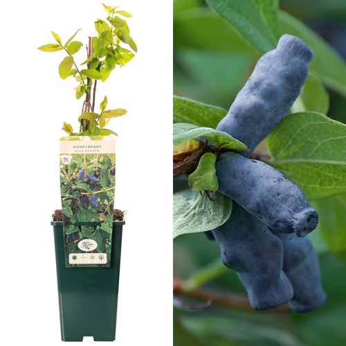 Honeyberry blue banana - honeyberry,