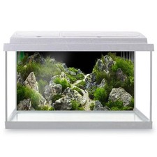 Fish Tank Background Underwater Green Tropical Plants