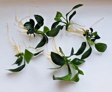Anubias Mini Aquarium Plants