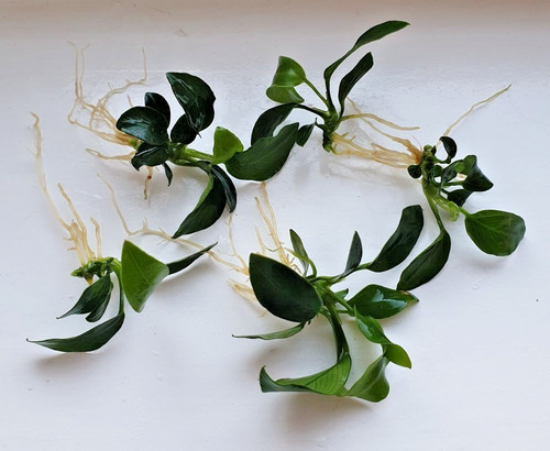 Anubias mini aquarium - anubias, plants