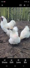 12 x White Silkie Feeder large
