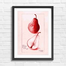 Wilder Early Pear Fruit