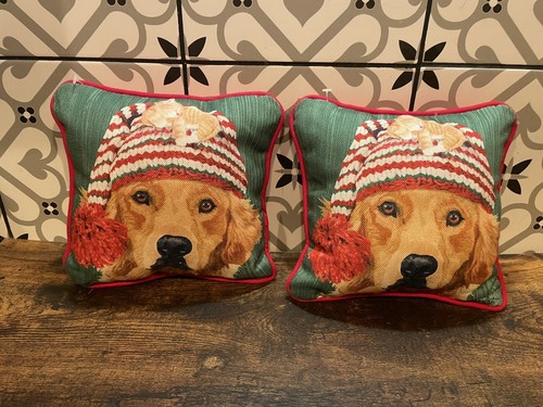 Golden labrador retriever - golden,