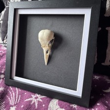 Crow skull taxidermy frame - crow,
