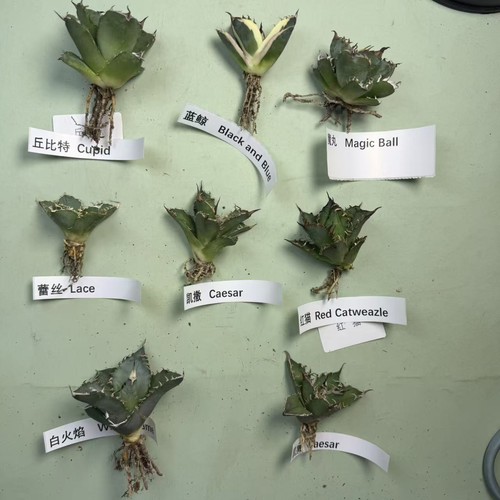 Sale 8pcs group succulentlive - group,
