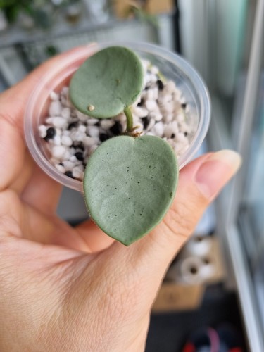 Hoya mathilde grey fairy - hoya,