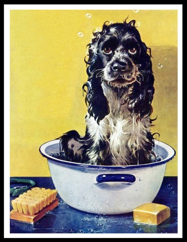 Cocker spaniel having bath - spaniel,