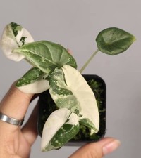 Alocasia maharani albo