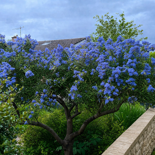 50cm ceanothus concha - 50cm,