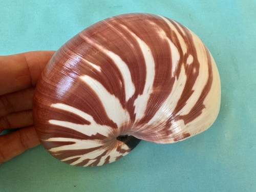 Beautiful sea shell - , nautilus