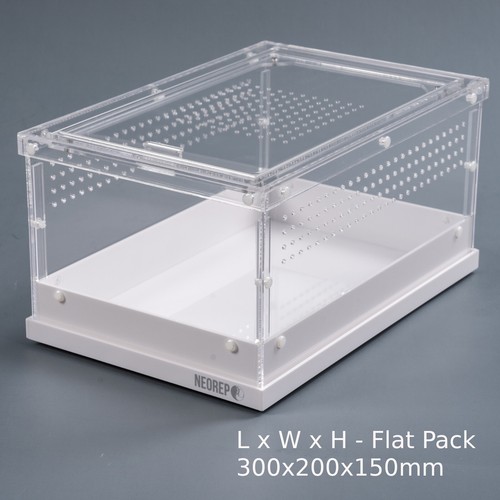 Acrylic invertebrate spider - invertebrate,