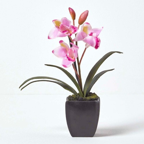 Light pink cymbidium - light,