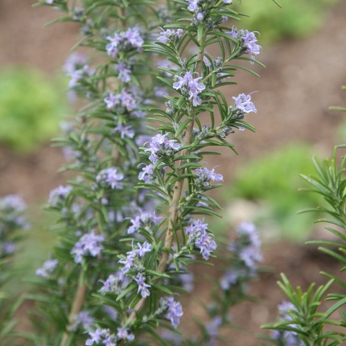 Rosemary miss jessopps upright - miss,