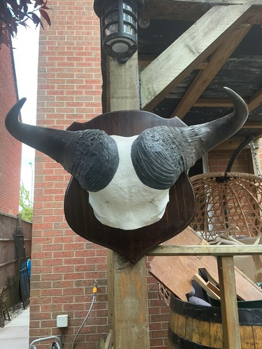 Cape buffalo horns and skull - cape,