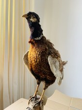 Taxidermy Common Pheasant Stuffed Standing Mount Bird Vintage Collection Only