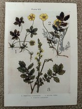 Antique Print 1912 Botanical