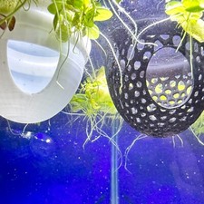 Floating Betta Fish Shrimp