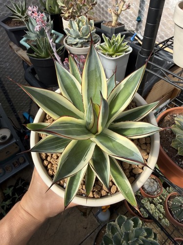 Agave snow glow - agave,