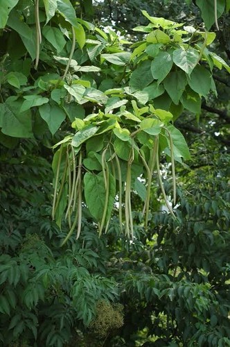 Catalpa speciosa seeds - catalpa,
