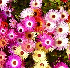500x Mixed Livingstone Daisy Ice Plant Colour Flower Seeds