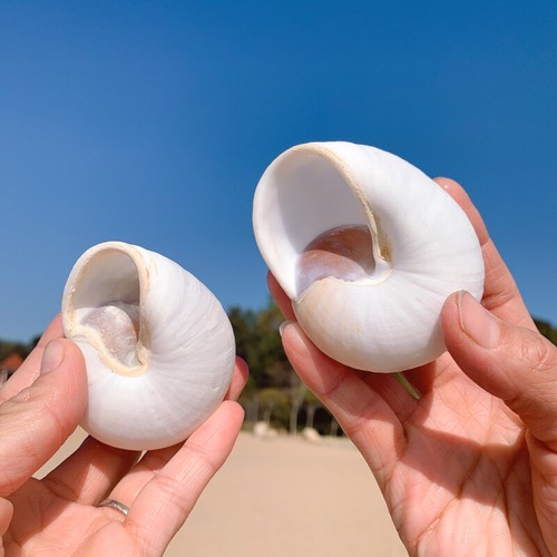 8cm natural shell - natural, fish