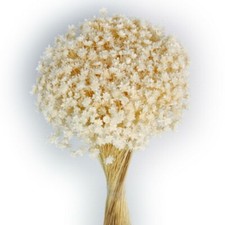 Dried Natural Glixia White