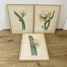 3 Antique Etienne Clerissi Les Fleurs des Plantes Grasses Framed Lithographs