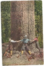 Postcard Giant Pine Tree Men Link Arms Around Guns Stacked Cones 1908 Antique