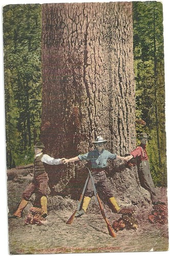 Postcard giant pine tree - tree, men